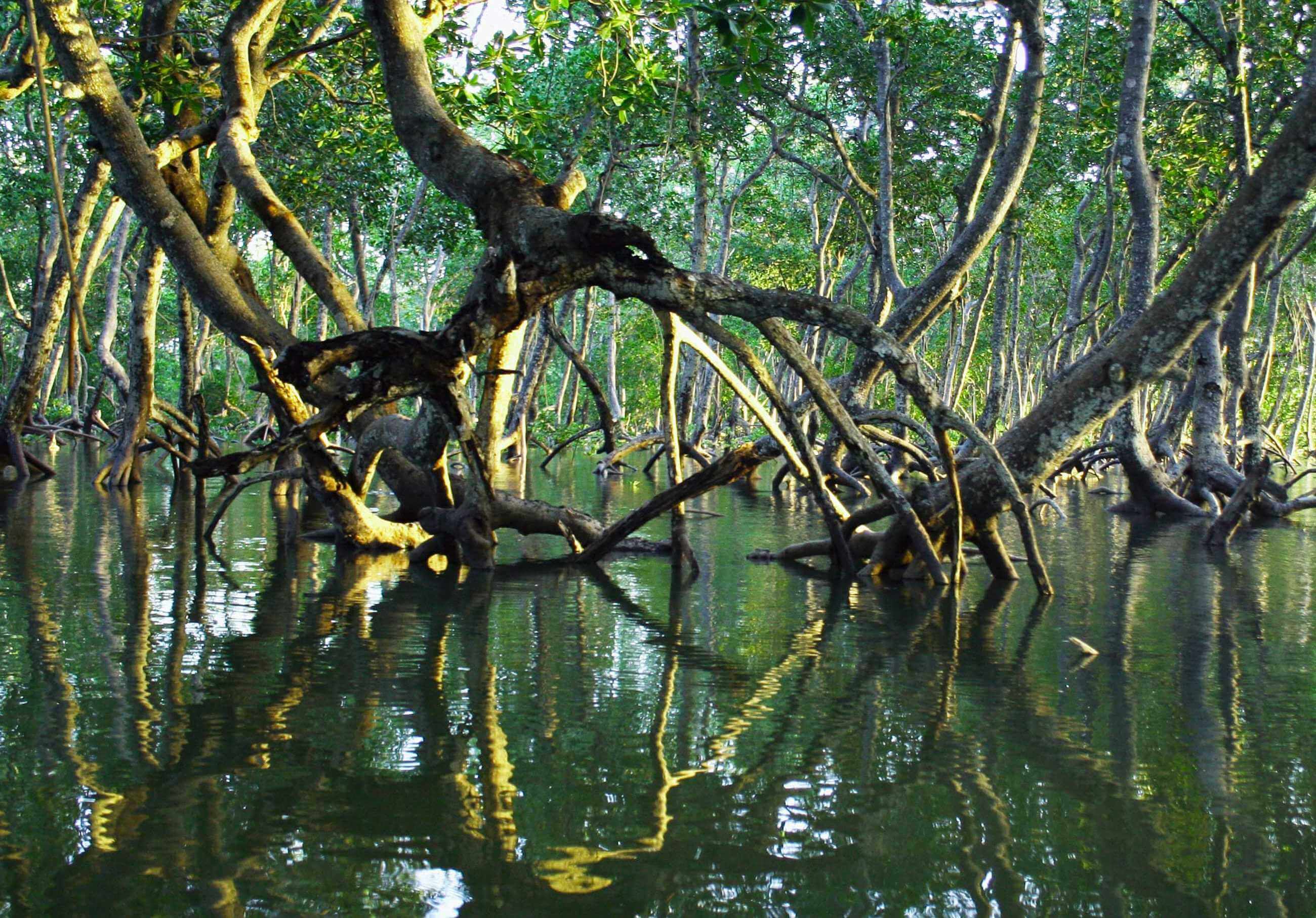 Mangroves for Life Project Image